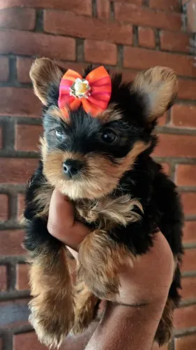 Yorkshire Terrier- Filhotes de qualidade e ótimo padrão, fêmea linda com 50 dias-Dani