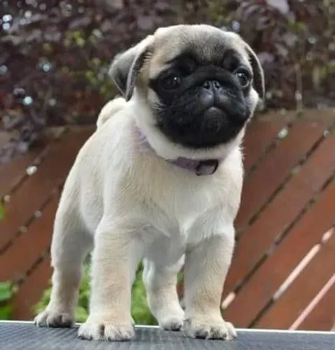Filhote de Pug adorável