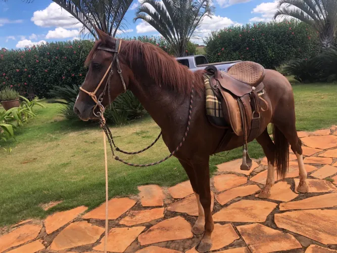 Potro quarto de milha vendo ou troco 