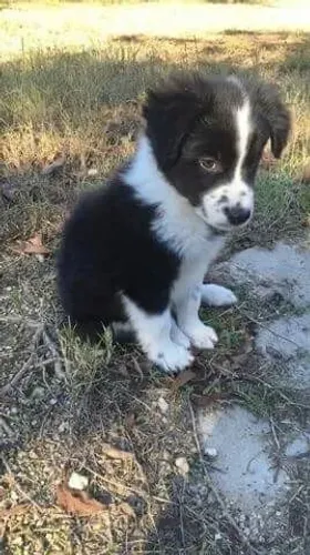 Filhotes de Border Collie | Puro amor e elegância!