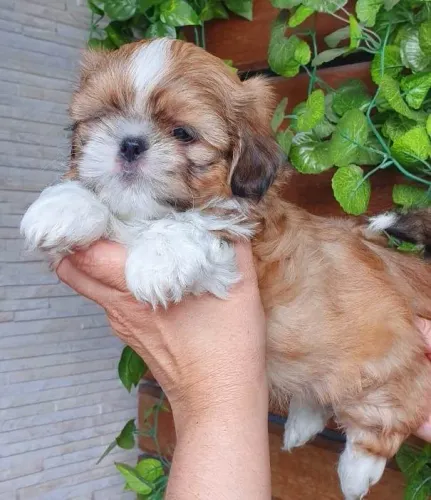 Shih-Tzu Miniatura Fêmea Tricolor Pequena e Amorosa