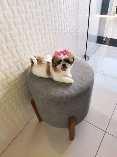 Shih Tzu europeu