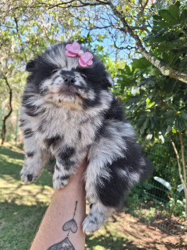 Fêmea Blue Merle