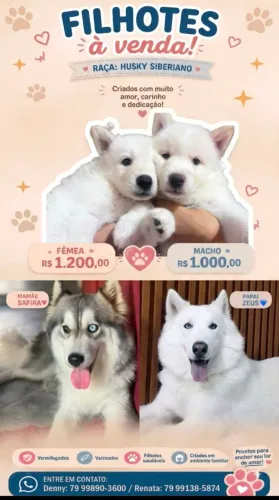 Vendo filhote de husky siberiano