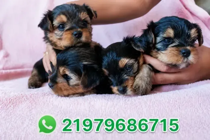 Yorkshire micro raça pura lindos macho e femea