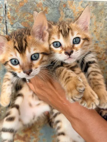 FILHOTES BENGAL DISPONÍVEL
