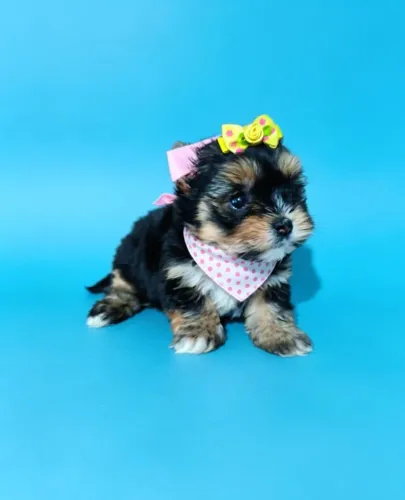 Yorkshire Fêmea com Muito Amor para Dar