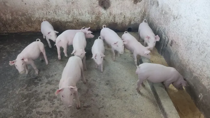 leitãoes a venda