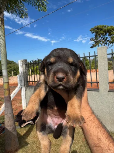 Filhotes de Rottweiler