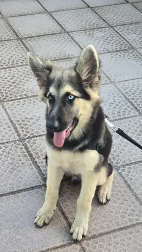 Pastor alemão com husky