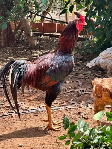 Galinha, frangos e galo índio gigante