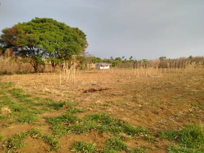 Chácara Grande com Córrego, terra boa e farta em água ! 