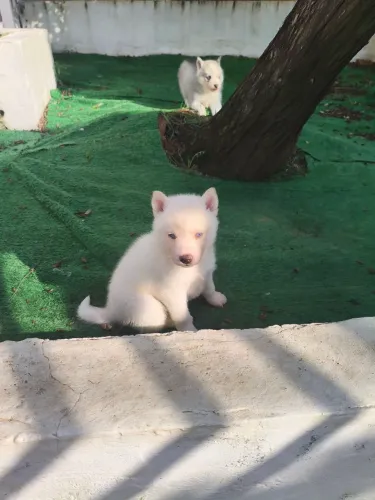 Filhote de husky macho