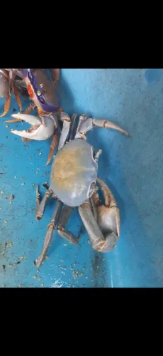 Guaiamu do azul grandioso 