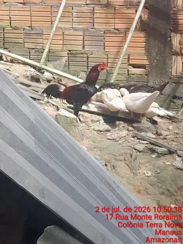 Vende-se galo de fogo 