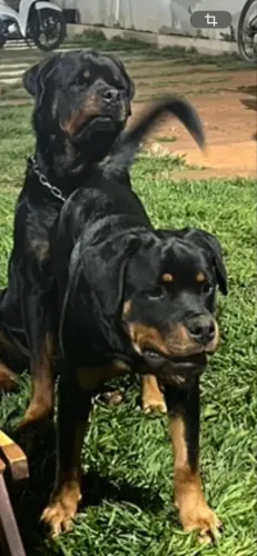 Rotweiller cobertura