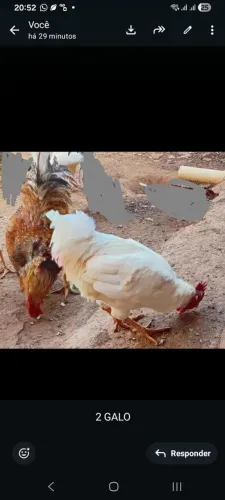 Desapegando já 