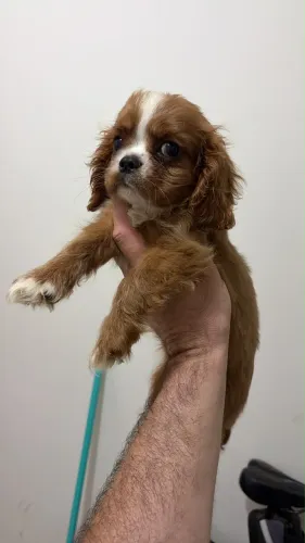 Cavalier King macho e fêmea filhotes á venda 