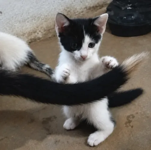 Filhotes de Gato- 2 meses