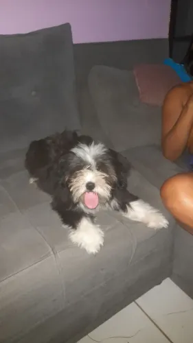 Vendo um cachorro Shih Tzu