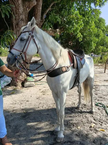 Cavalo Machador