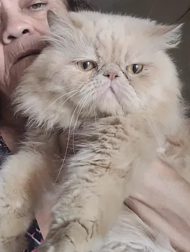 Lindo gato persa pra cruza