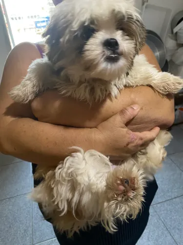 Shih tzu fêmea 5 meses 