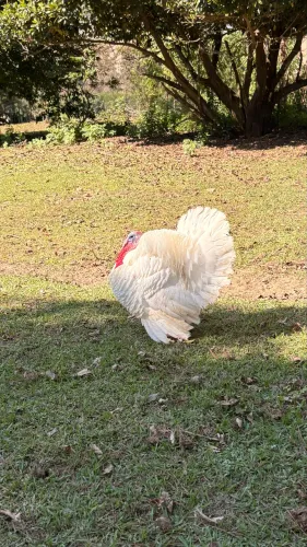 Peru Branco 