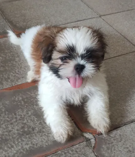 Vendo Shihtzu