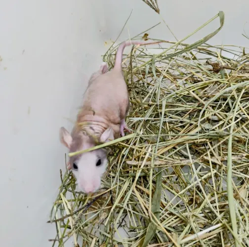 Twister Dumbo Hairless