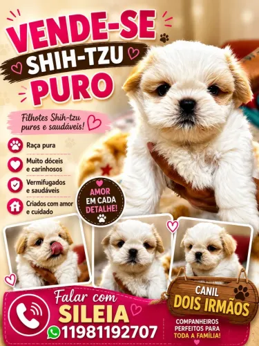 Vende-se Shitzu puro legítimo filhote, venha garantir a sua companhia ?