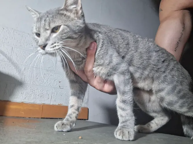 Gata bengal misturada