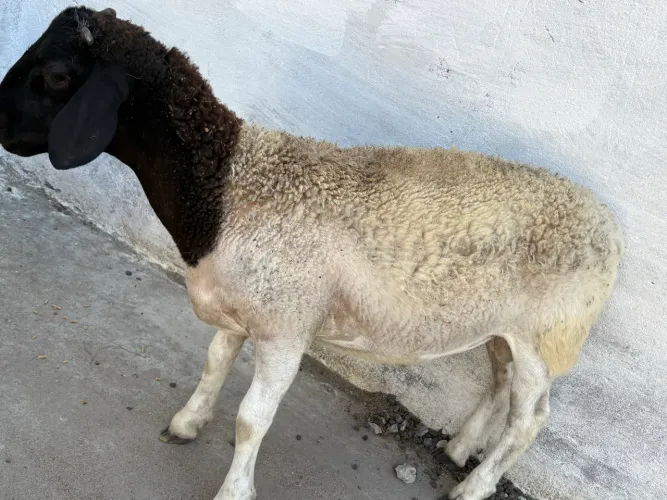 CARNEIRO DORPER