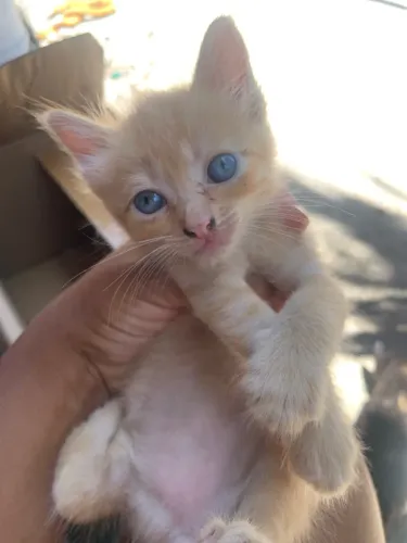 Filhotes de gato