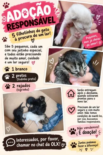 GATINHOS PARA DOAÇÃO