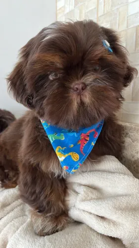Filhote shihtzu 