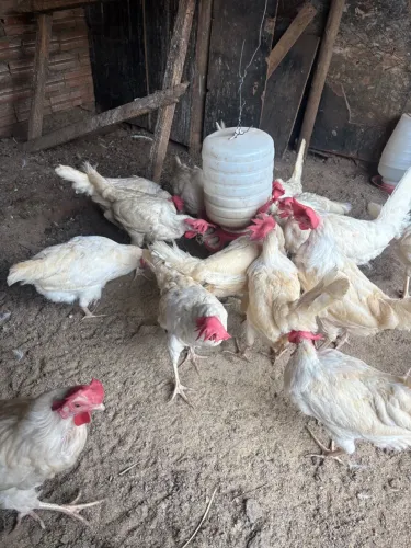 Galinha poedeira