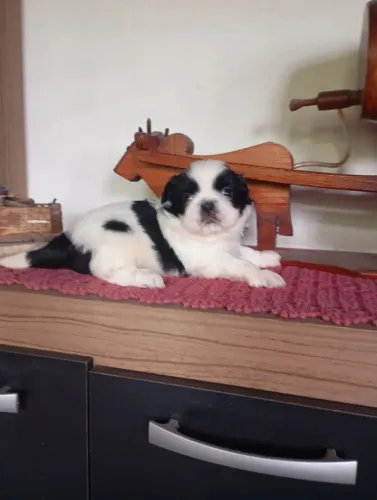 Cachorro ?
