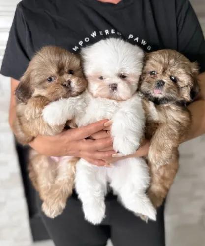 Filhotes De ShihTzu - Ganhe Um Amor Para Toda A Vida