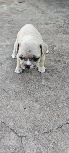 Buldogue francês disponível