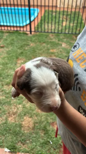 FILHOTES DE BORDER COLLIE À VENDA EM CAMPO GRANDE ?
