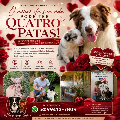 Pinschers e Borders Collies Filhotes