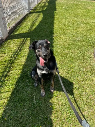 DOAÇÃO CACHORRO VACINADO E CASTRADO