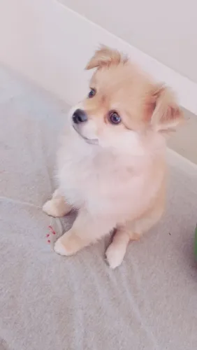 Vendo cachorro filhote shih tzu alemão