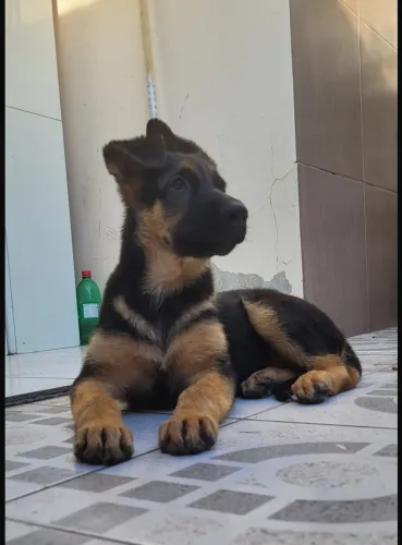 Pastor alemão filhote 