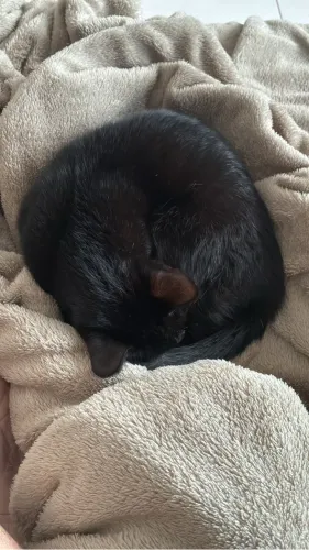 Doação de gato filhote