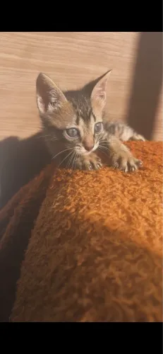 Doação gata filhote 
