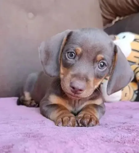 Filhote de basset Dachshund chocolate!! Maravilhosa.