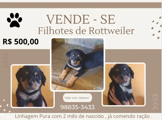 Filhotes de rottweiler 