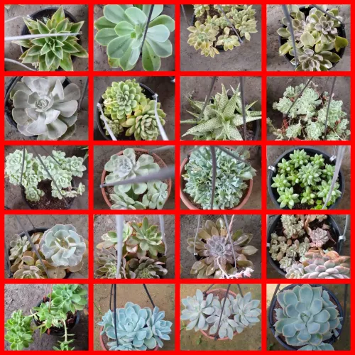 suculentas